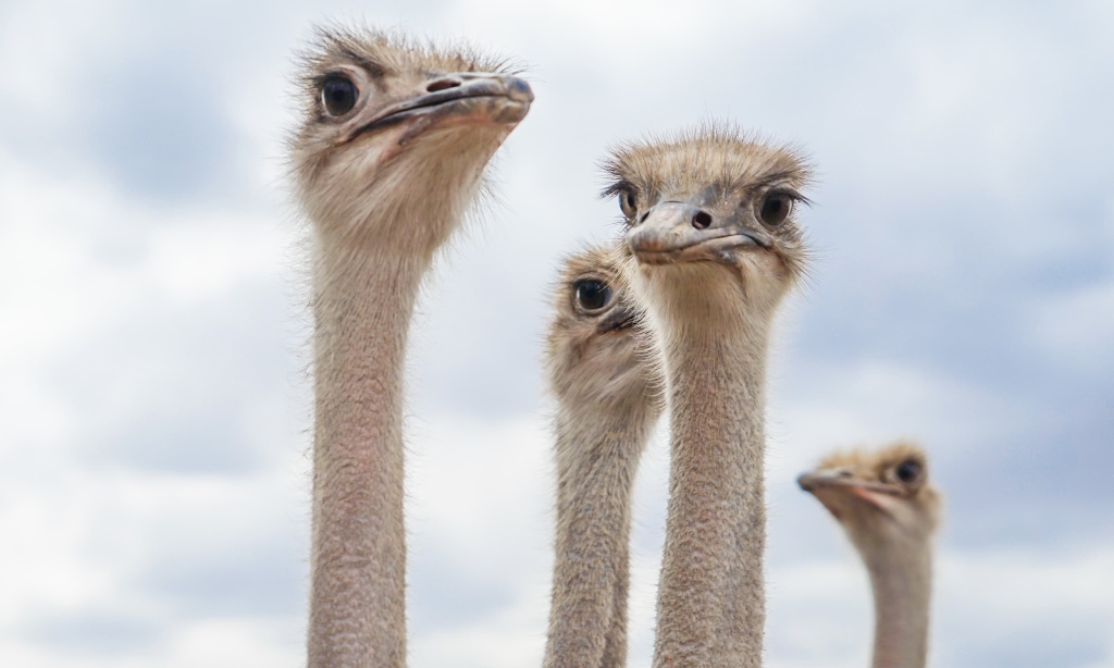 Ostriches facing the camera