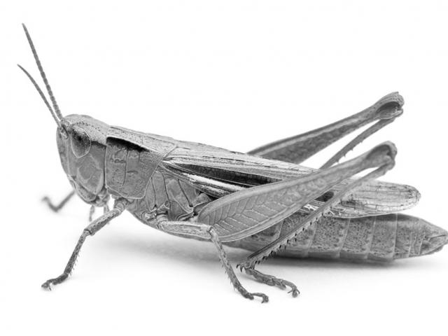 Bigger Than the Grasshopper and the Ant: A Macroeconomic View of Saving for Retirement
